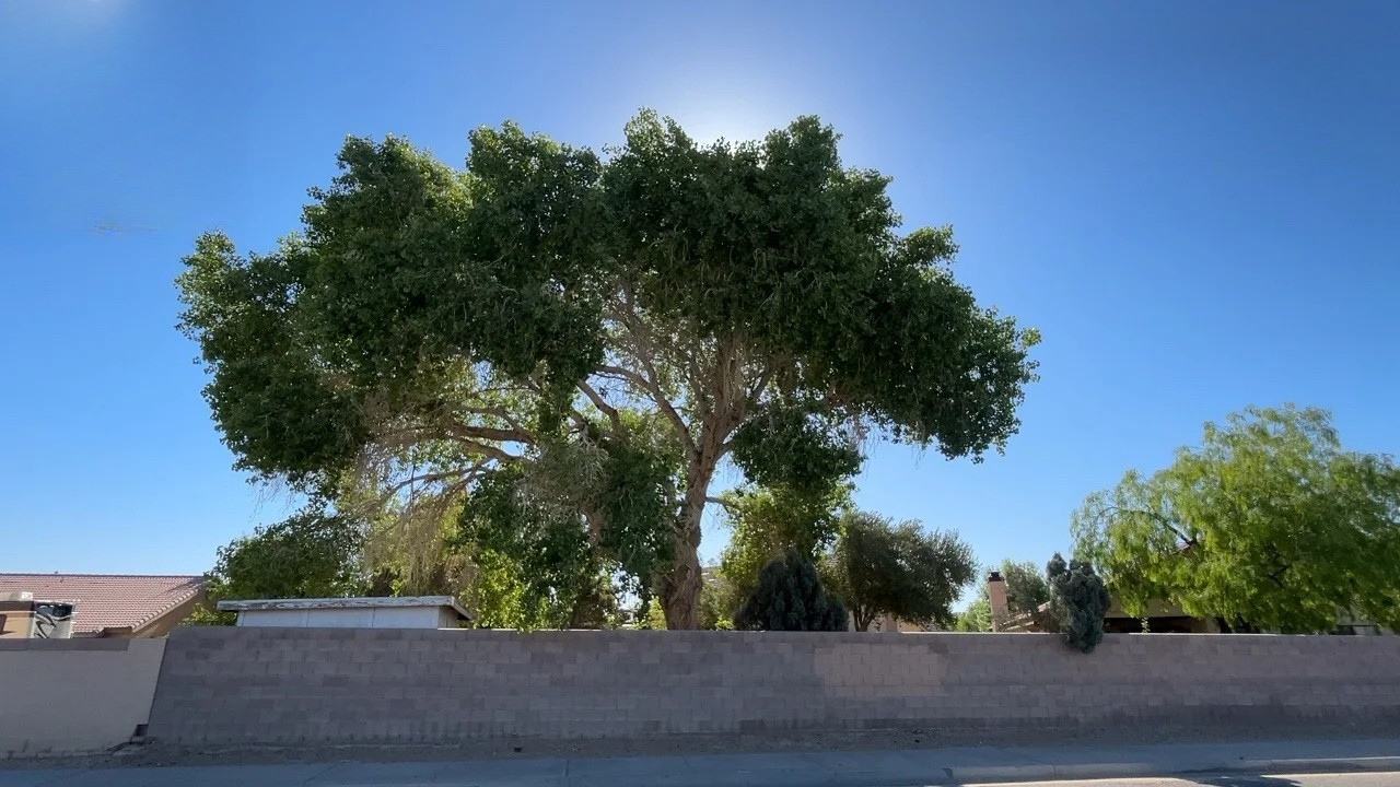 0eb9ea07 a901 4a80 8504 9356fd42cf1a - Tip Top Arborists