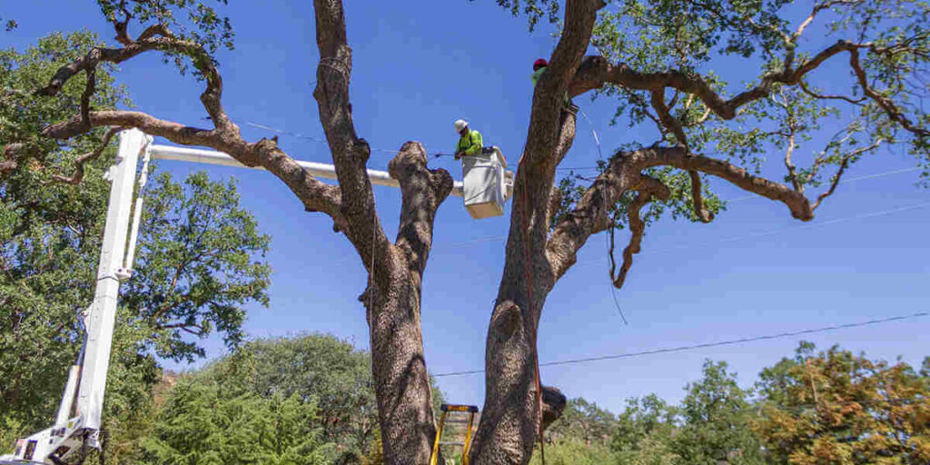 Who Is Responsible for Trimming Trees Near Power Lines in Newhall, CA? 7 who is responsible for trimming trees near power lines