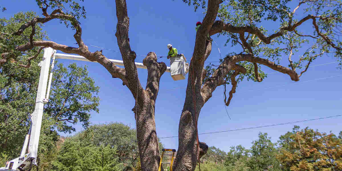 who is responsible for trimming trees near power lines