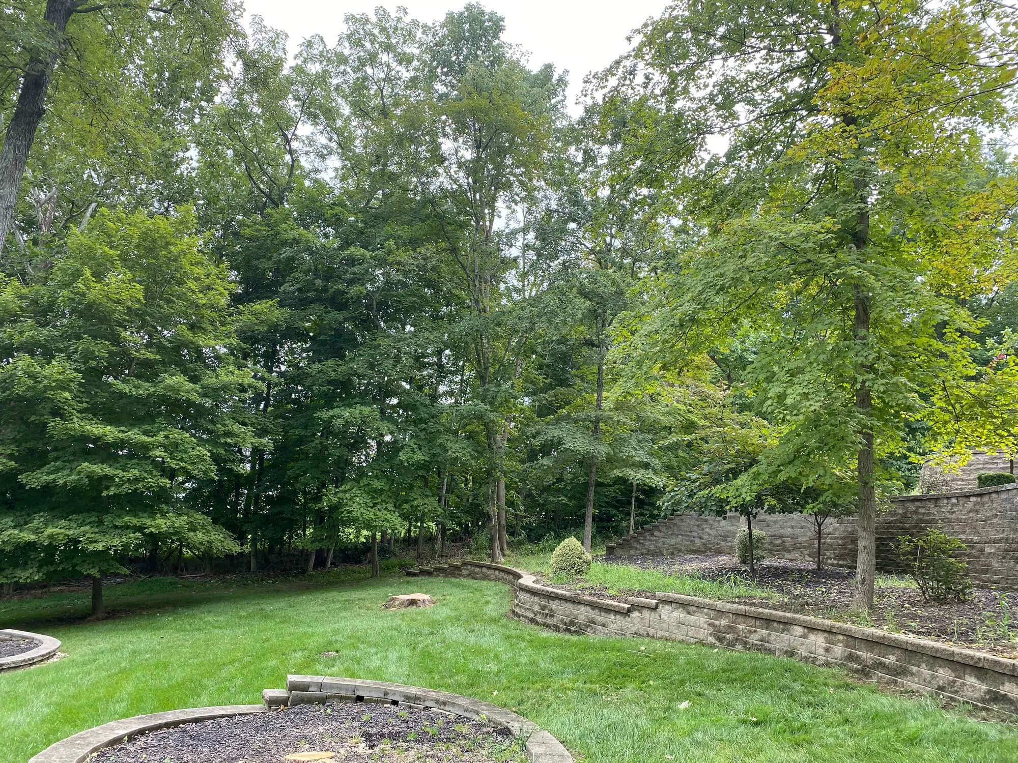 can a dead tree have green leaves​