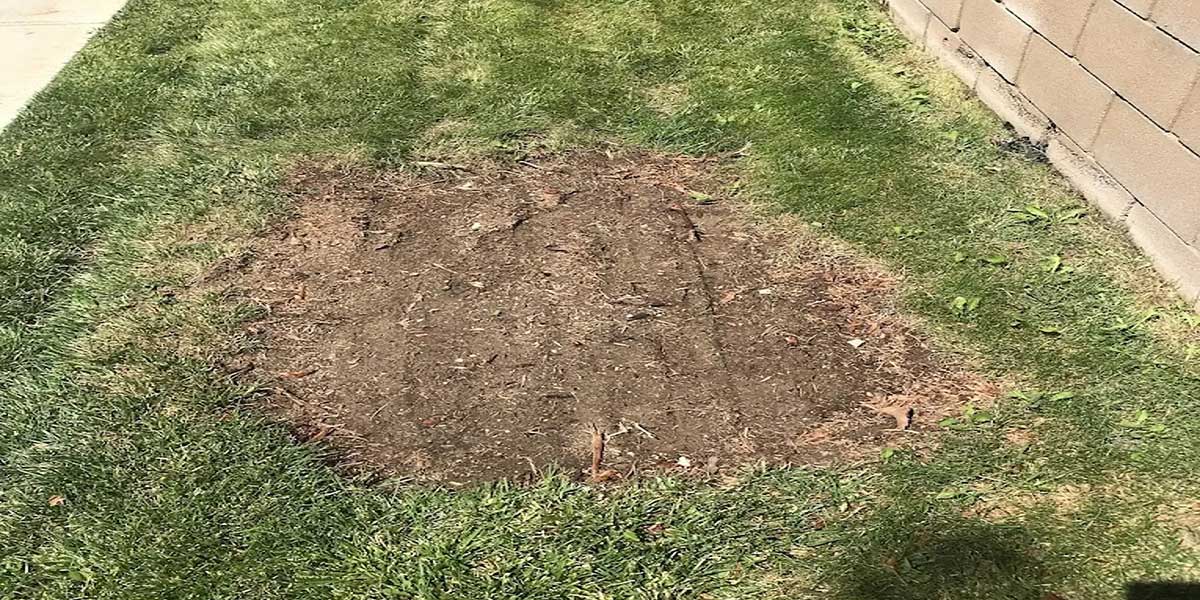 can you plant a new tree after stump grinding