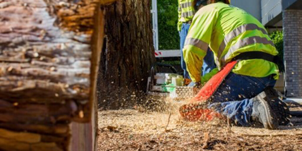 what to do with wood chips after tree removal​