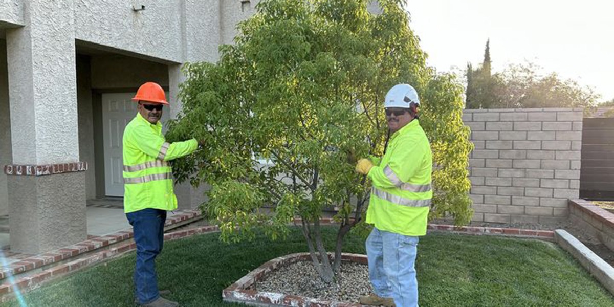 do trees need fertilizer