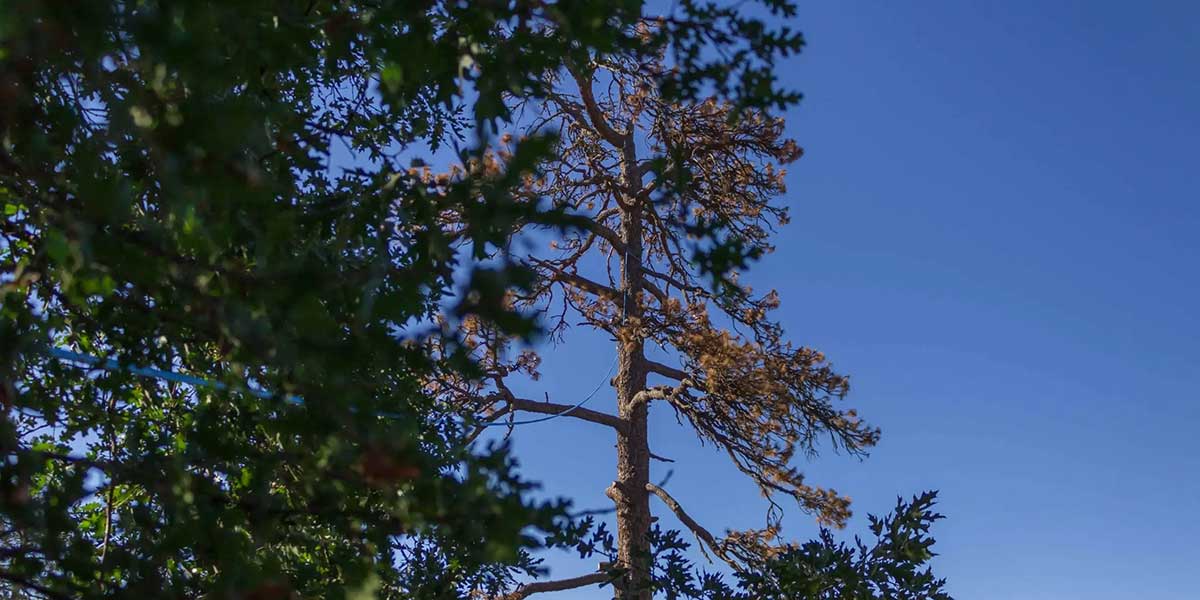 insect infestation on trees