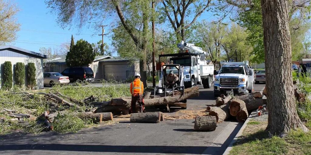fallen tree blocking driveway