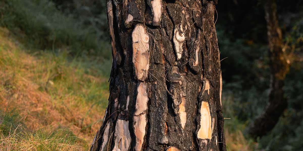 tree trunk turning black