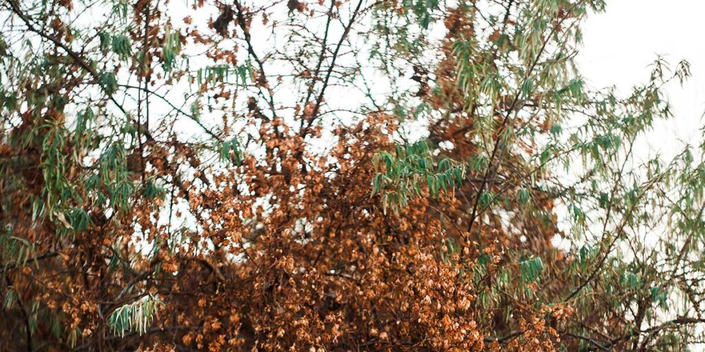 why are tree leaves turning brown