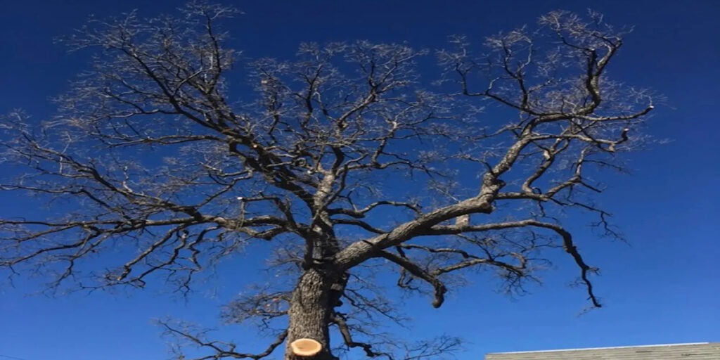 signs a tree needs to be removed