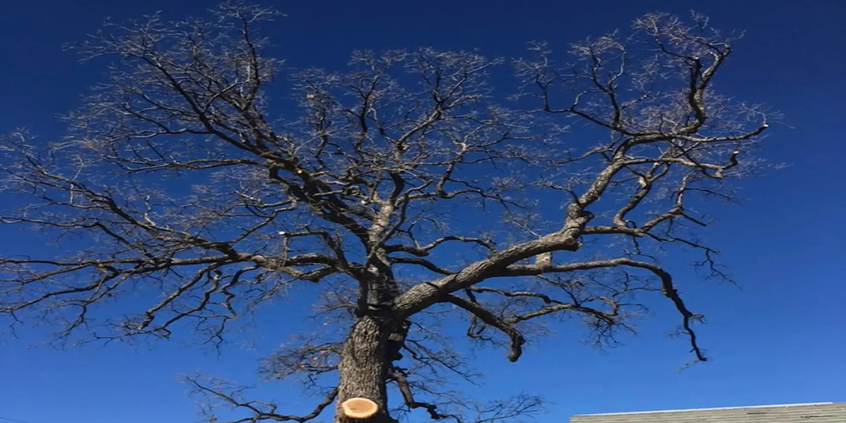 signs a tree needs to be removed