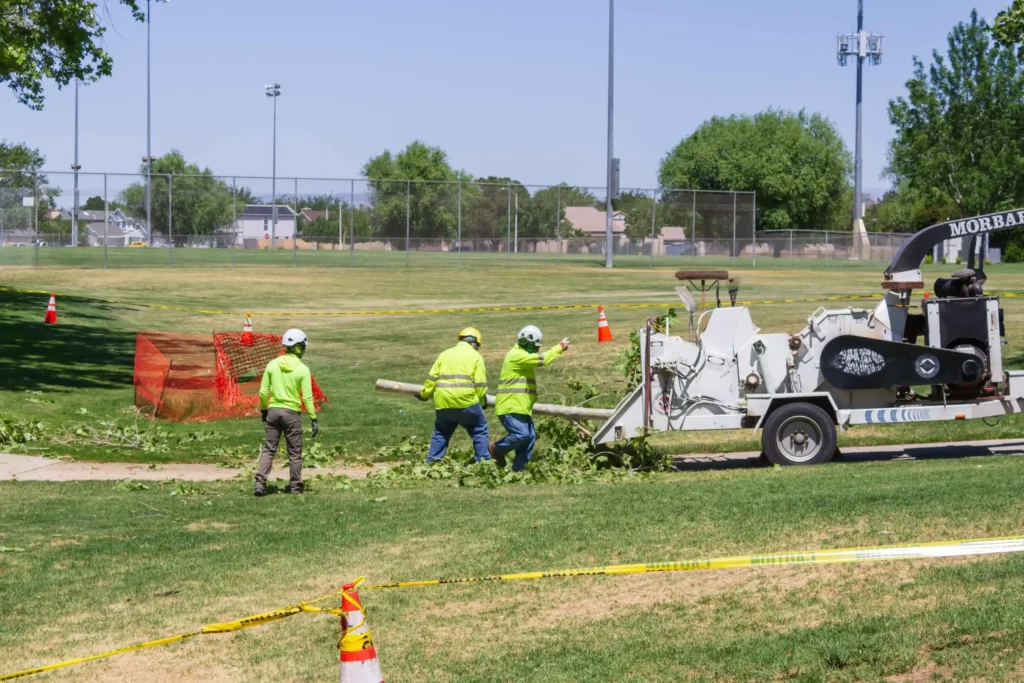 tree trimming Antelope Valley CA crew trimming large palo verde trees
