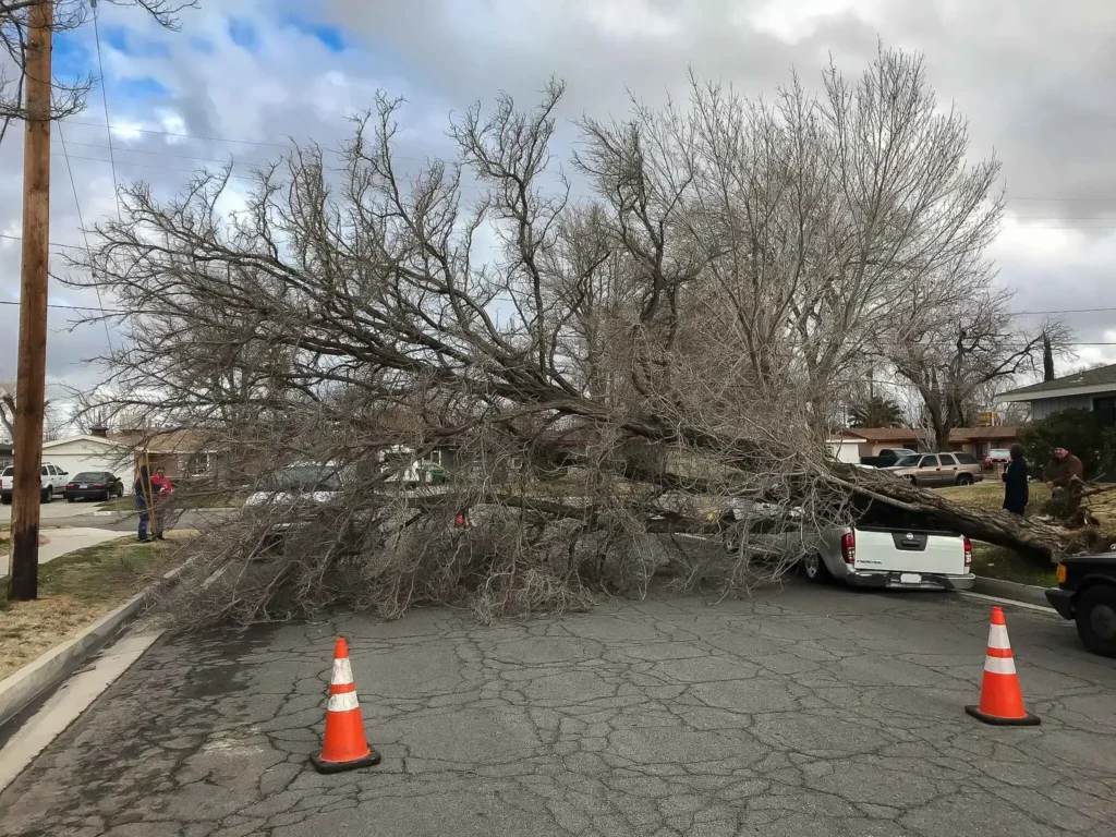 wind storm tree damage in Lancaster CA with broken branches and fallen tree after storm