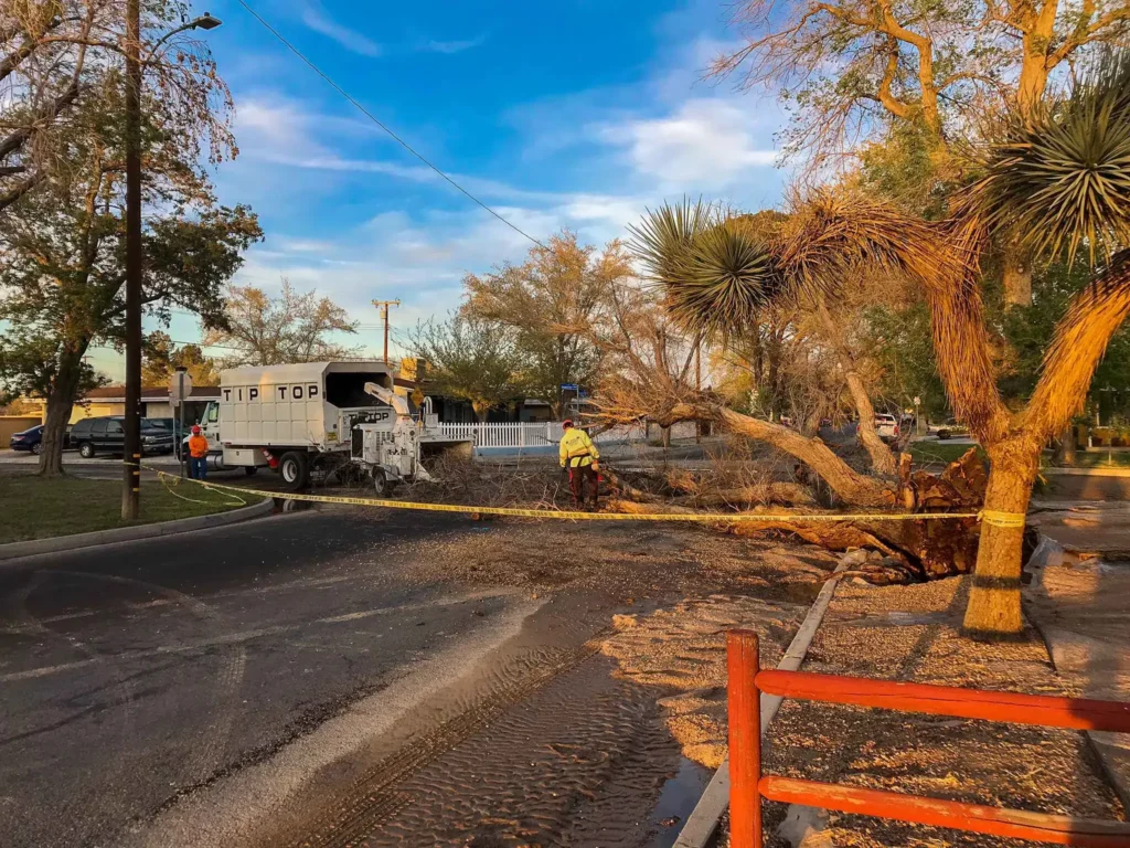 IMG 3127 - Tip Top Arborists