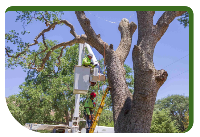 Screenshot 2025 11 21 233933 - Tip Top Arborists