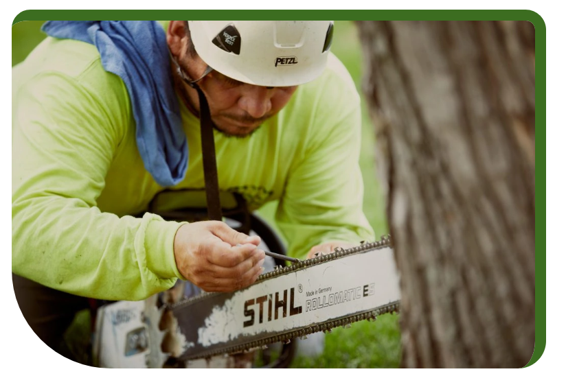 Screenshot 2025 11 22 124153 - Tip Top Arborists