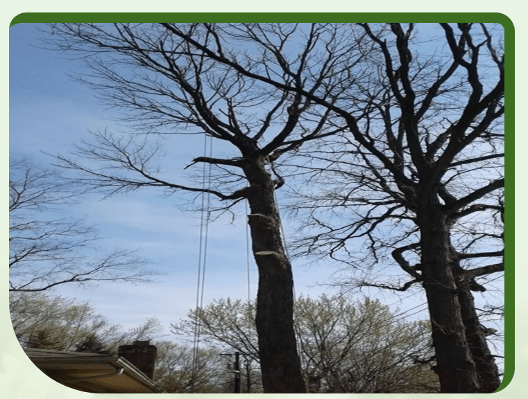 Screenshot 2025 11 23 225910 - Tip Top Arborists