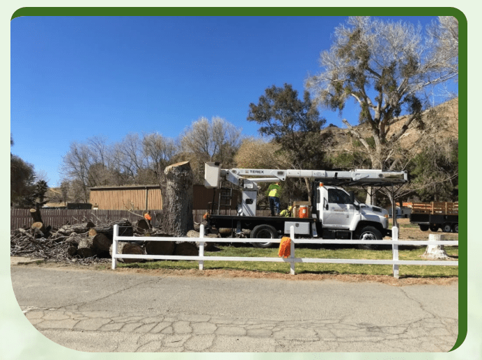 Screenshot 2025 11 23 232458 - Tip Top Arborists