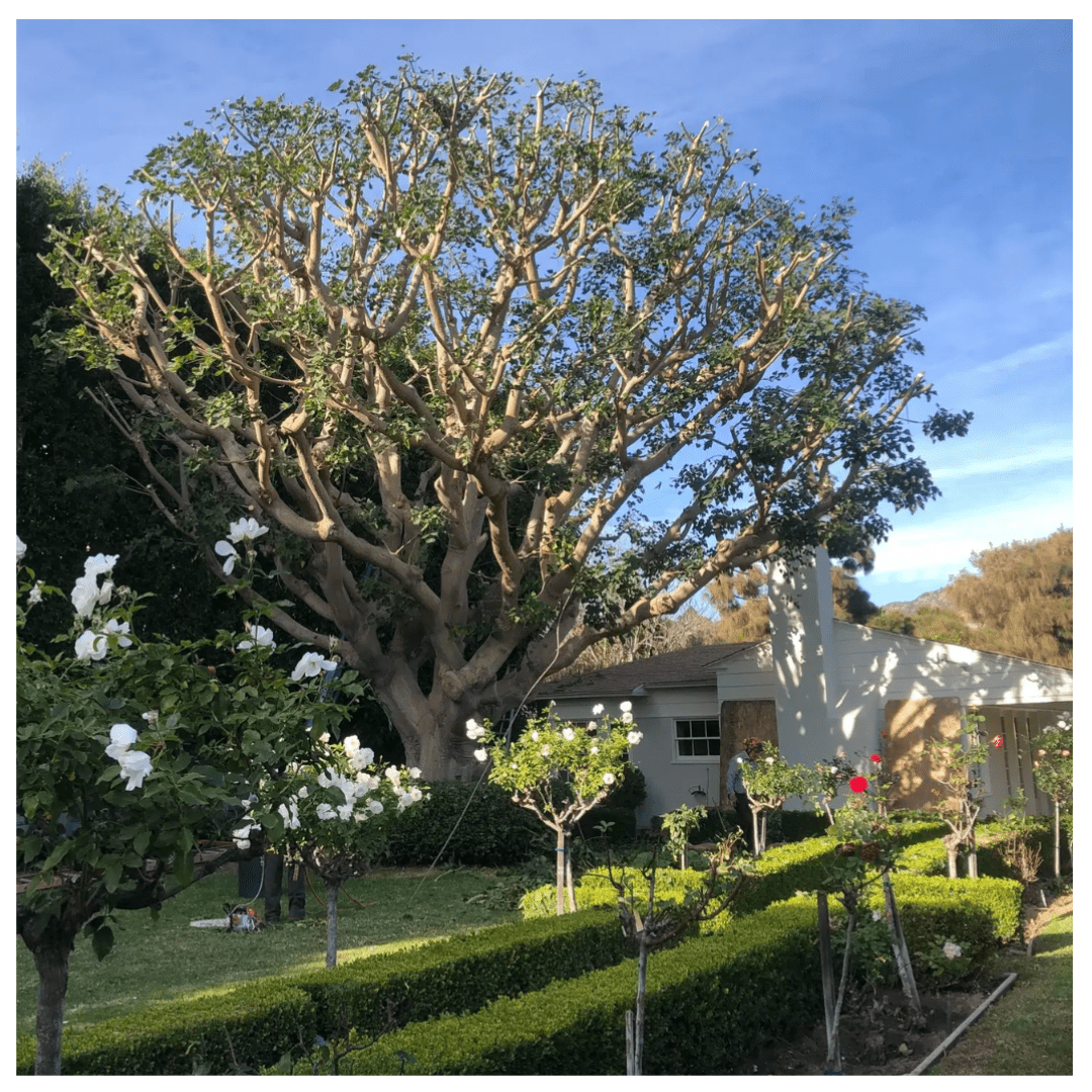 Untitled design 1 - Tip Top Arborists