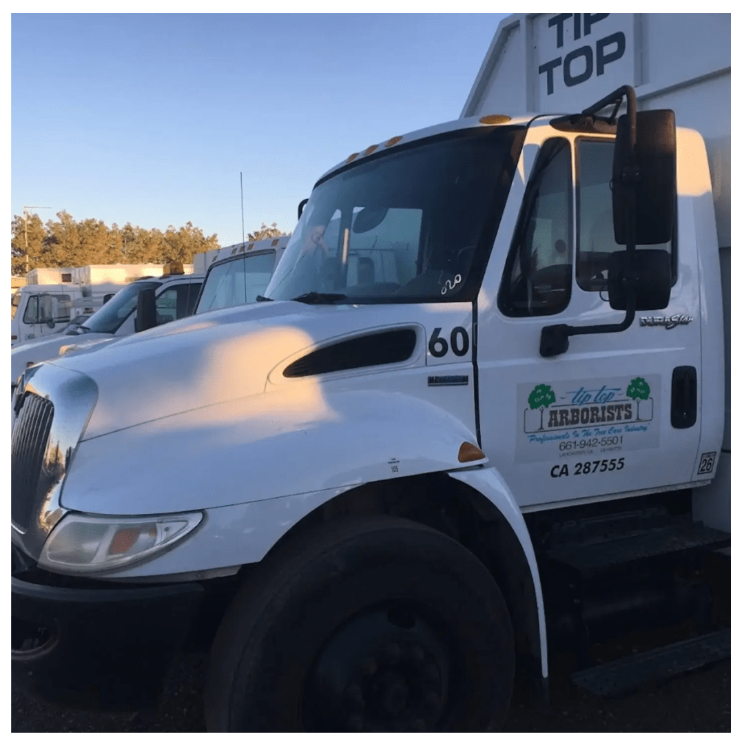 Untitled design 2 - Tip Top Arborists