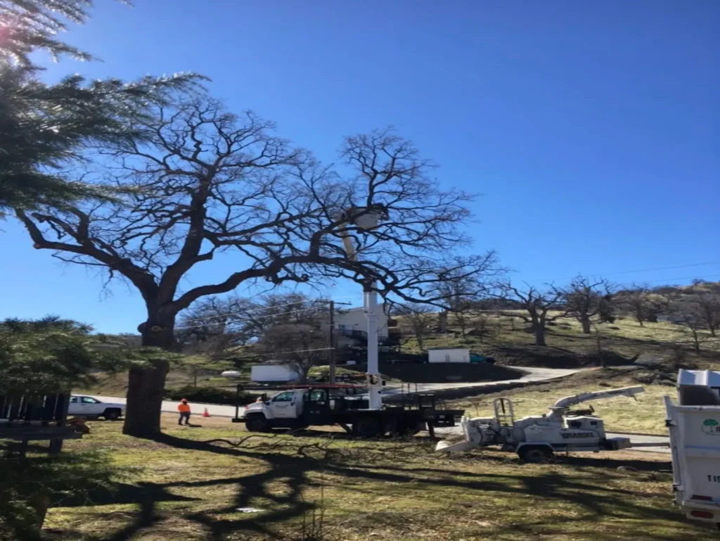 certified arborist near me inspecting a tree in Quartz Hill and Leona Valley