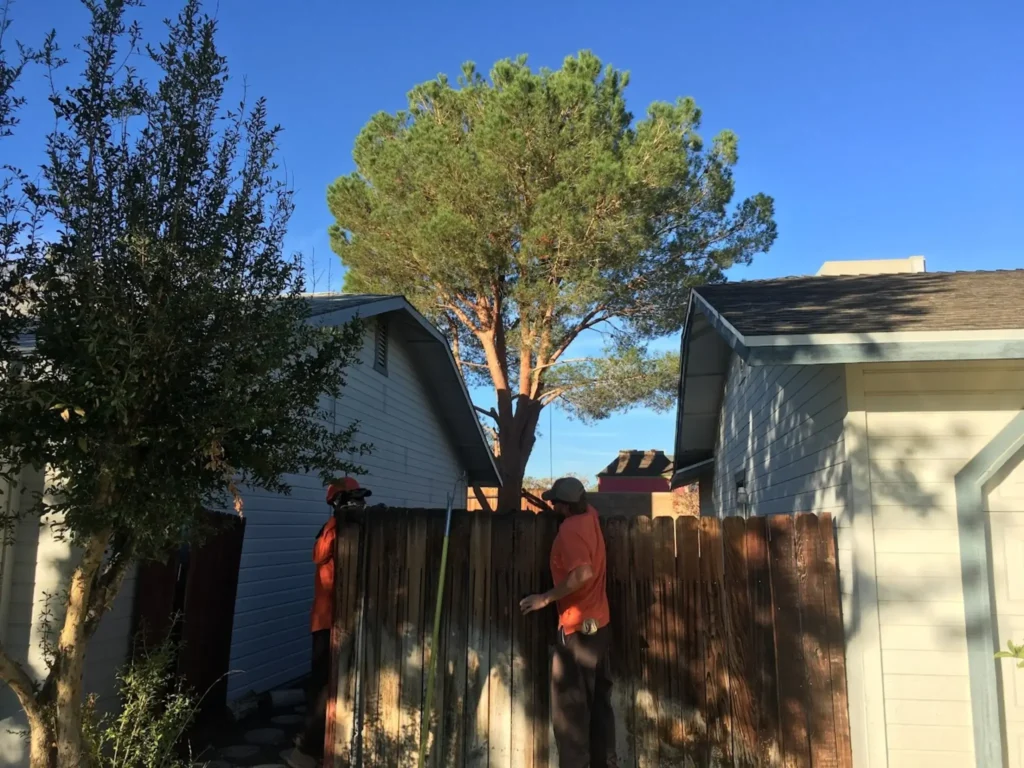 arborist consult santa clarita ca - Tip Top Arborists
