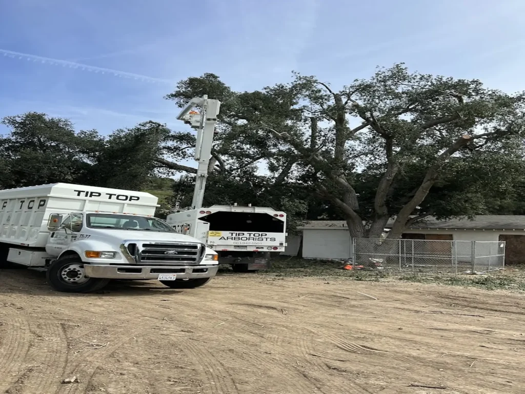 arborist consult stallion springs ca - Tip Top Arborists