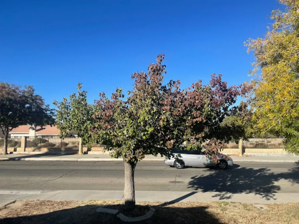 Tree Thinning and Removal Antelope Valley CA performed by Tip Top Arborists crew with careful property protection and full cleanup