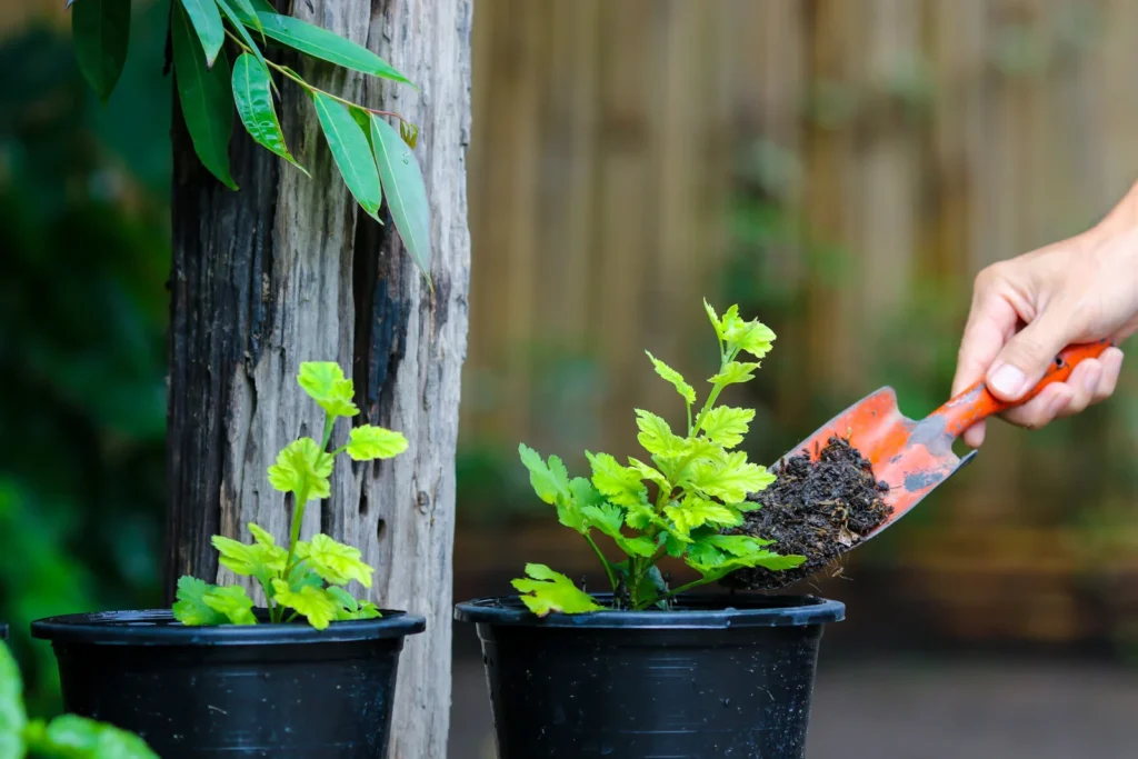 close up hand holding potted plant scaled 1 - Tip Top Arborists