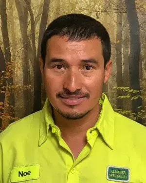 noem min - Tip Top Arborists