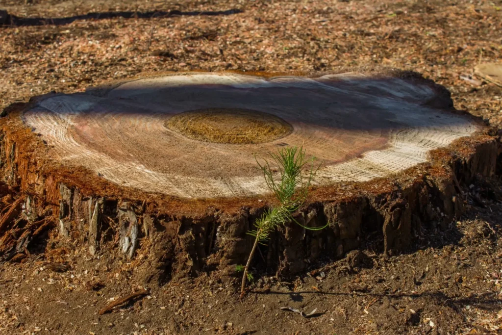 stump grinding canyon country ca 2048x1366 1 - Tip Top Arborists