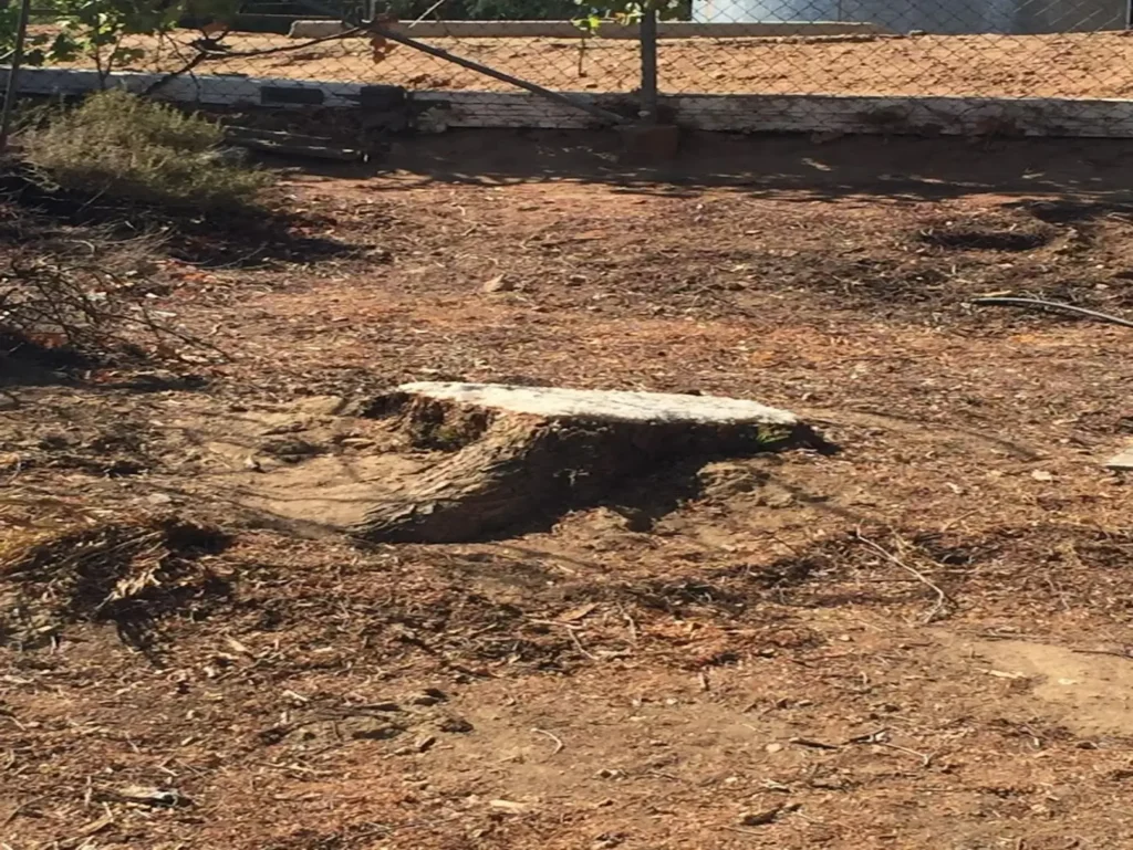 stump grinding palmdale ca - Tip Top Arborists