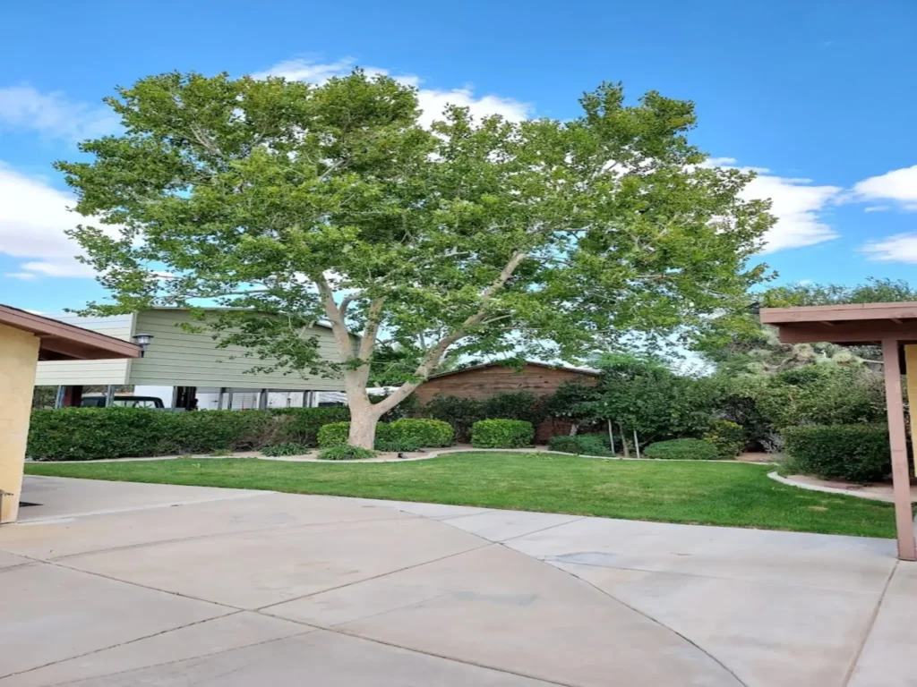 tree planting acton ca - Tip Top Arborists