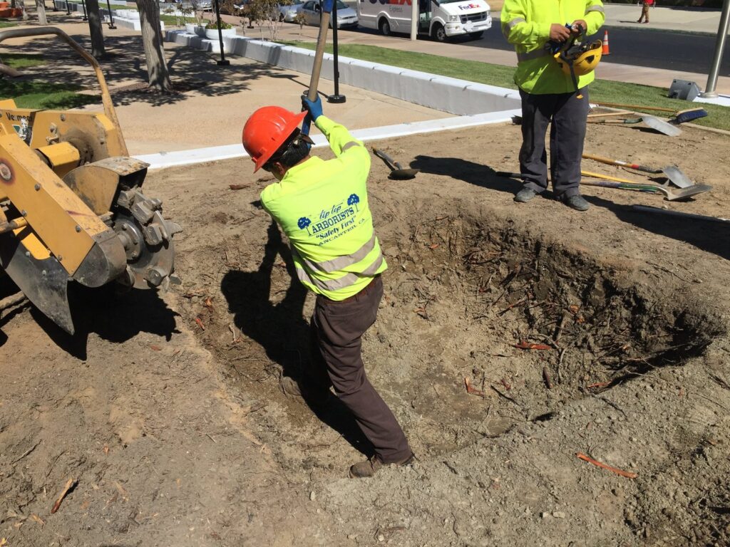 tree planting before scaled.jpg - Tip Top Arborists