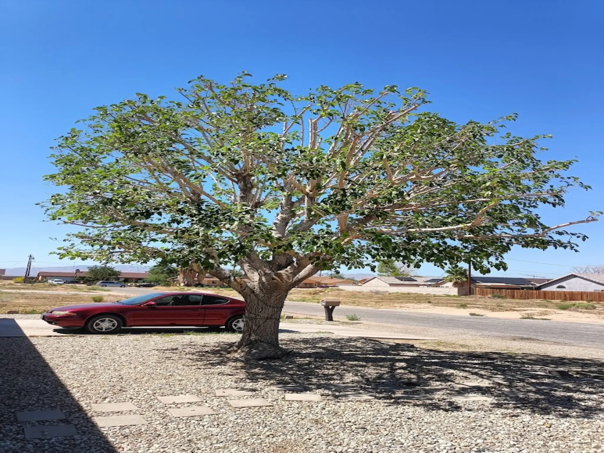 Reliable tree service Antelope Valley CA by professional arborist crew completing residential tree work