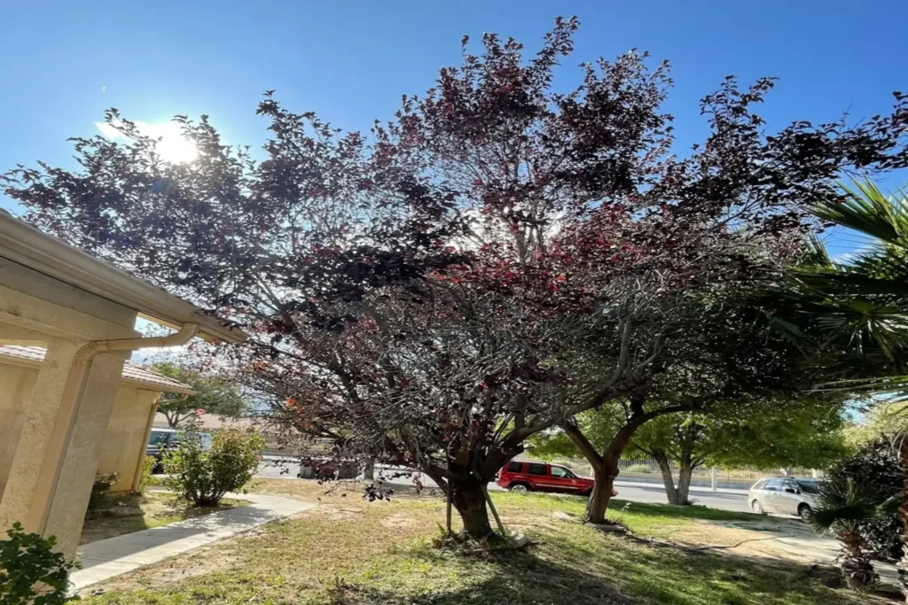 Tree trimming Antelope Valley CA crew carefully working around landscaping and yard features