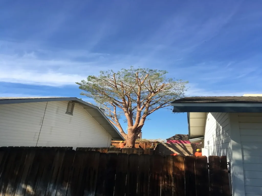 tree planting palmdale ca 1 - Tip Top Arborists