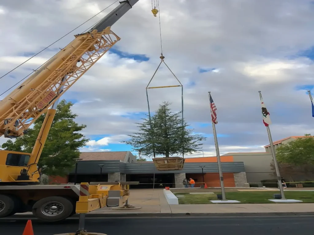tree planting rosamond ca - Tip Top Arborists
