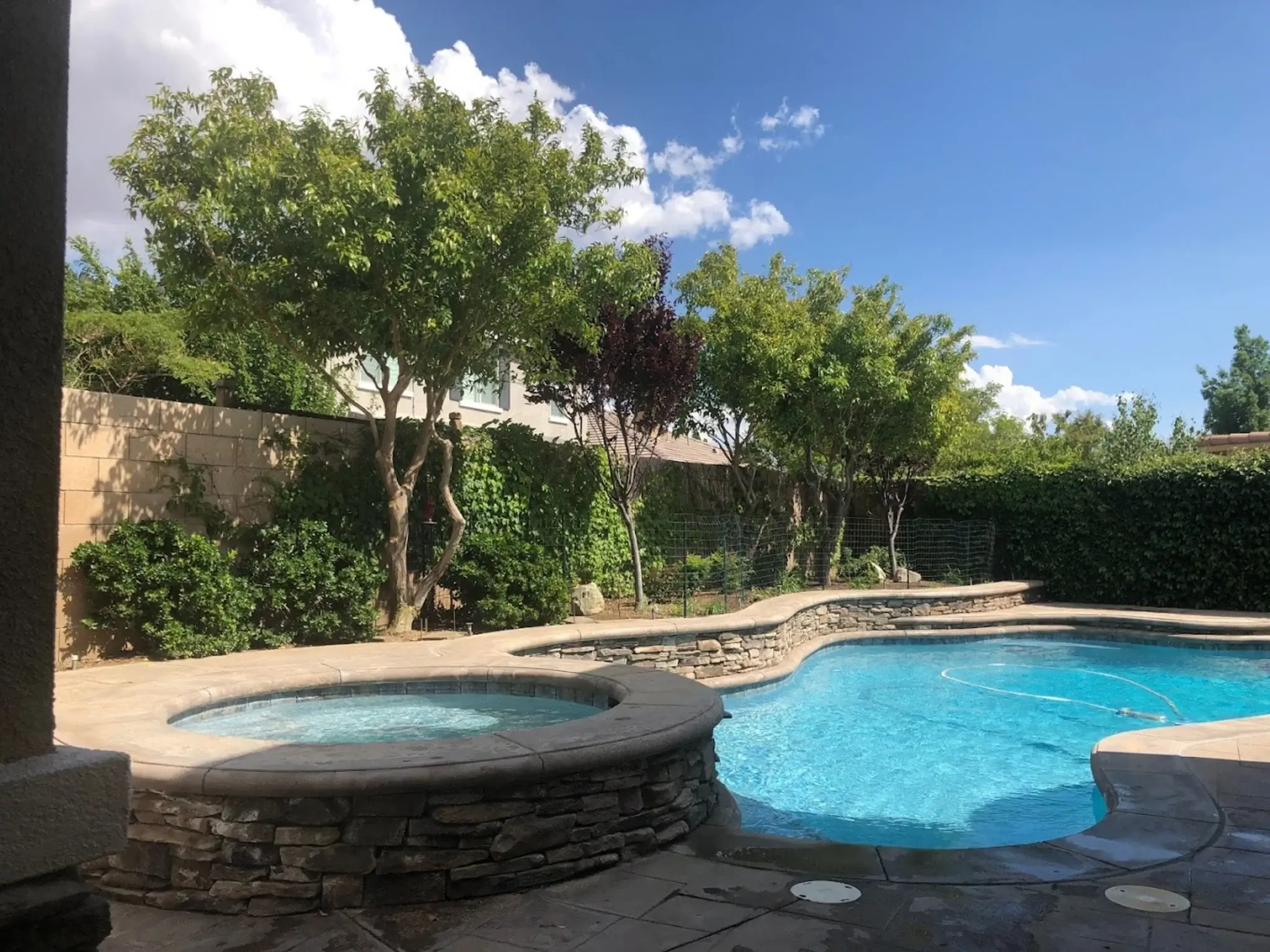 Summer Tree Care in SoCal: Protecting Your Drought Tolerant Trees Through the Heat