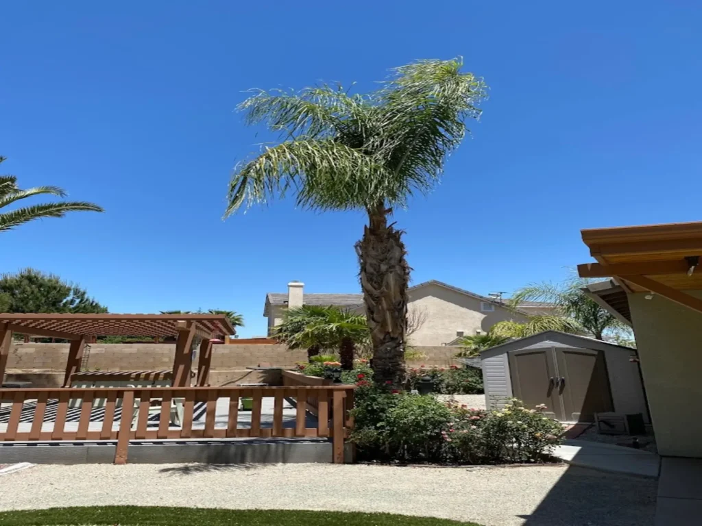 eucalyptus tree service Lancaster CA arborist inspecting large eucalyptus tree