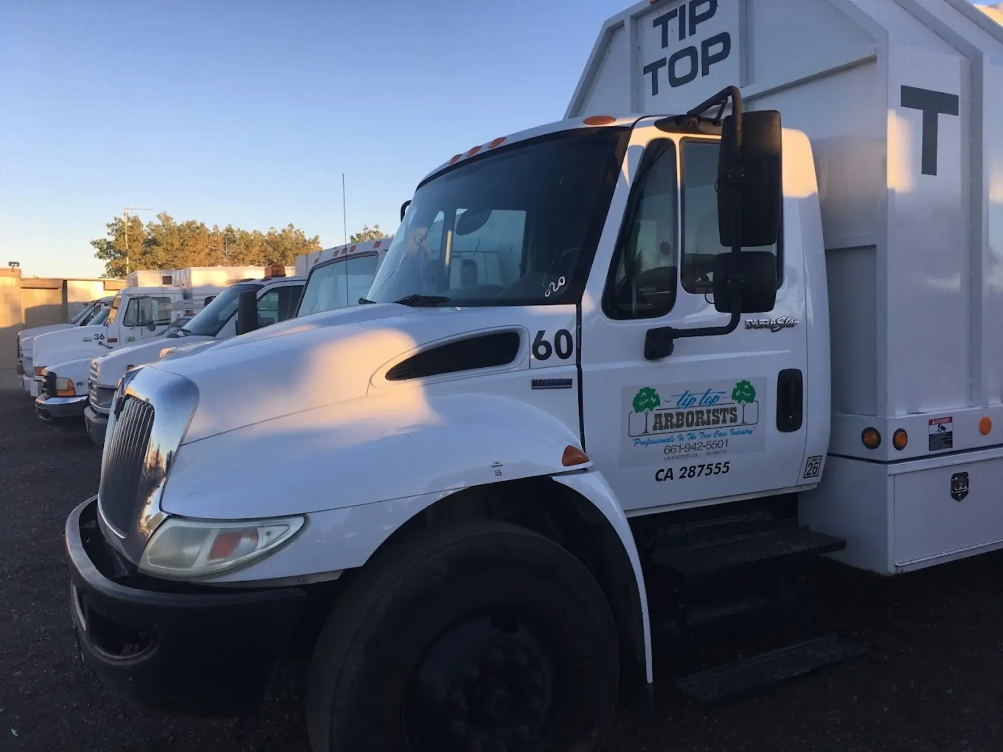 tree planting stevenson ranch ca - Tip Top Arborists