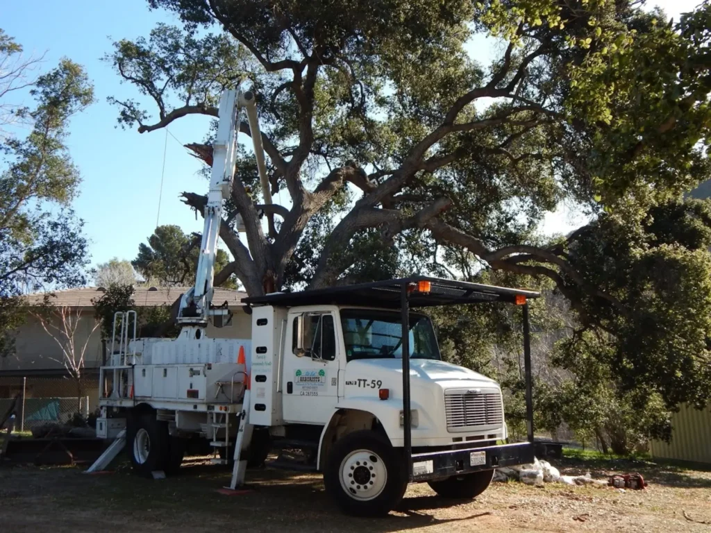tree pruning acton ca 1 - Tip Top Arborists