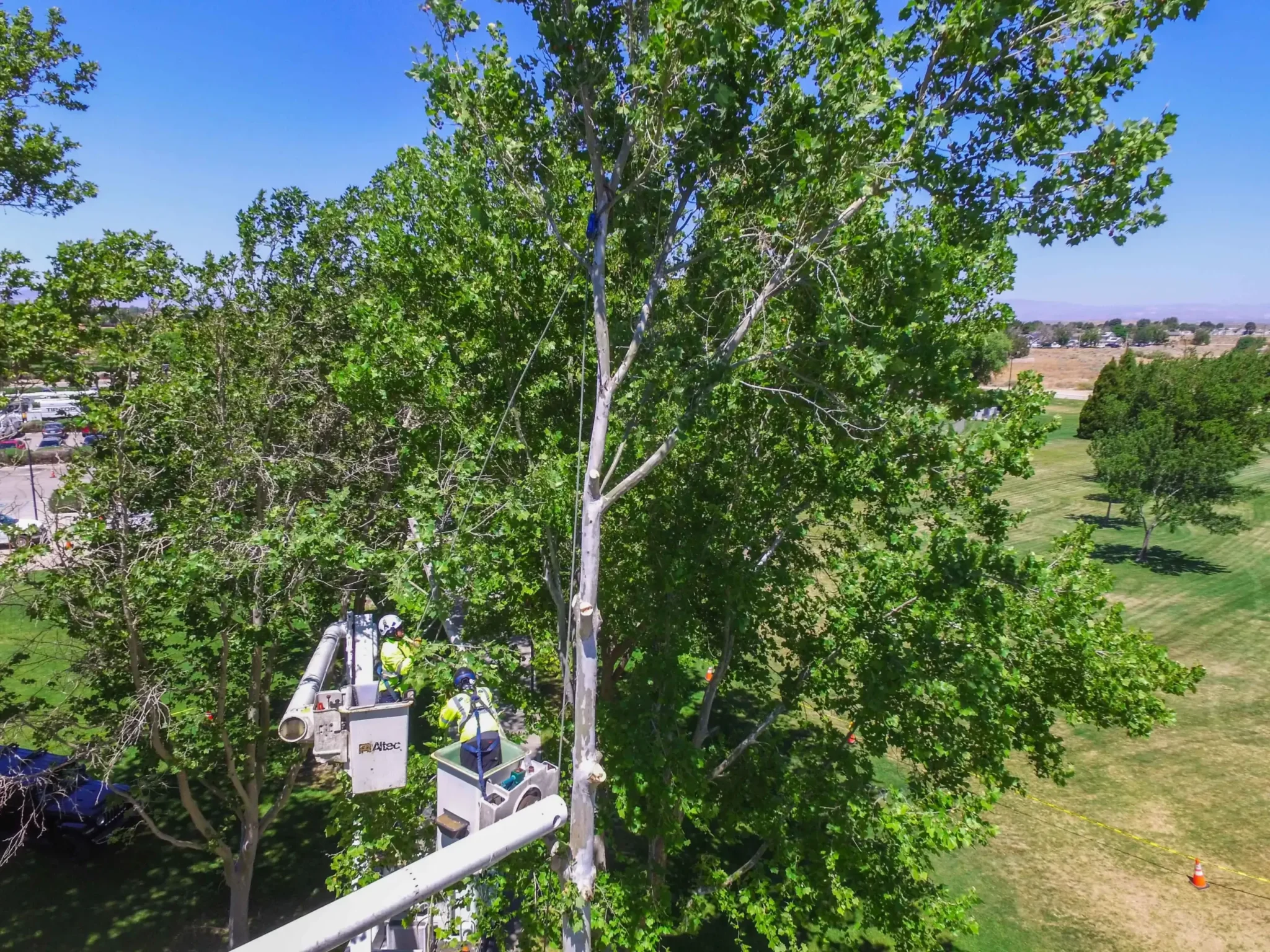 Arborist Consultation Antelope Valley CA by Tip Top Arborists crew providing expert tree advice and professional service