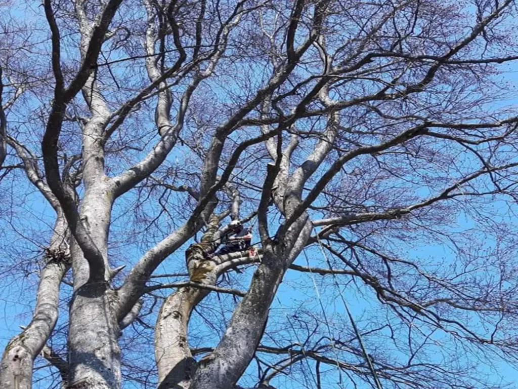 tree pruning leona valley ca 4 - Tip Top Arborists