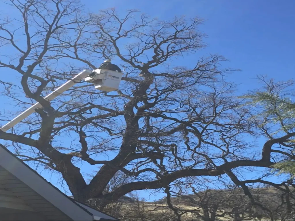 Tree Removal Antelope Valley crew removing backyard tree beside block wall safely