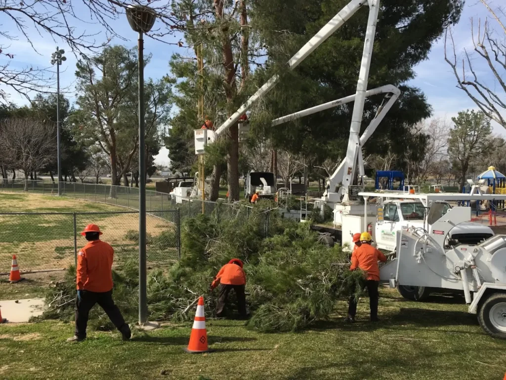 Arborist performing a tree risk assessment Lancaster CA inspection