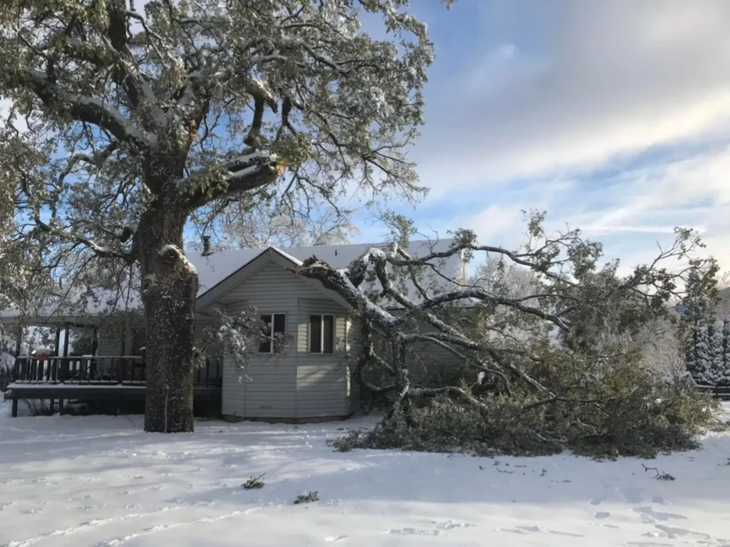 tree pruning rosamond ca 1 - Tip Top Arborists