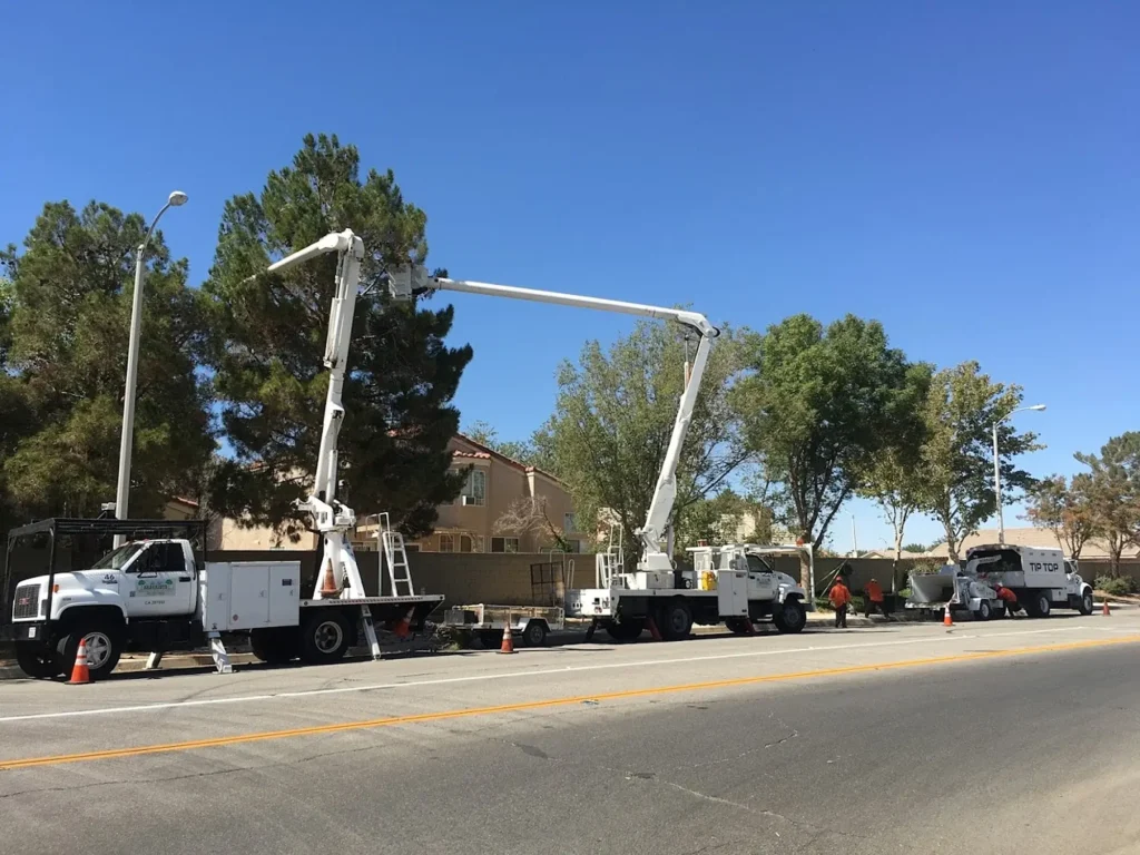 ISA Certified Arborist inspecting a tree for structural and health issues in Lancaster CA