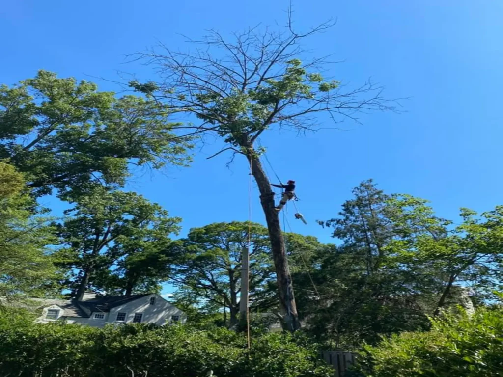 tree removal leona valley ca - Tip Top Arborists