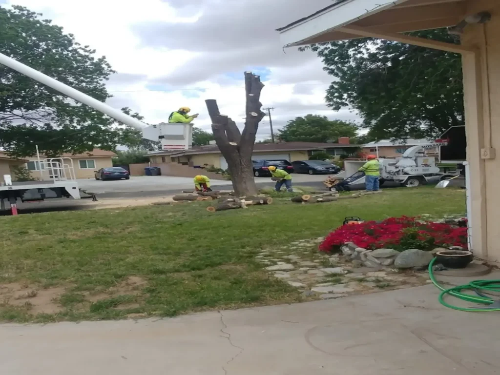 tree removal palmdale ca - Tip Top Arborists