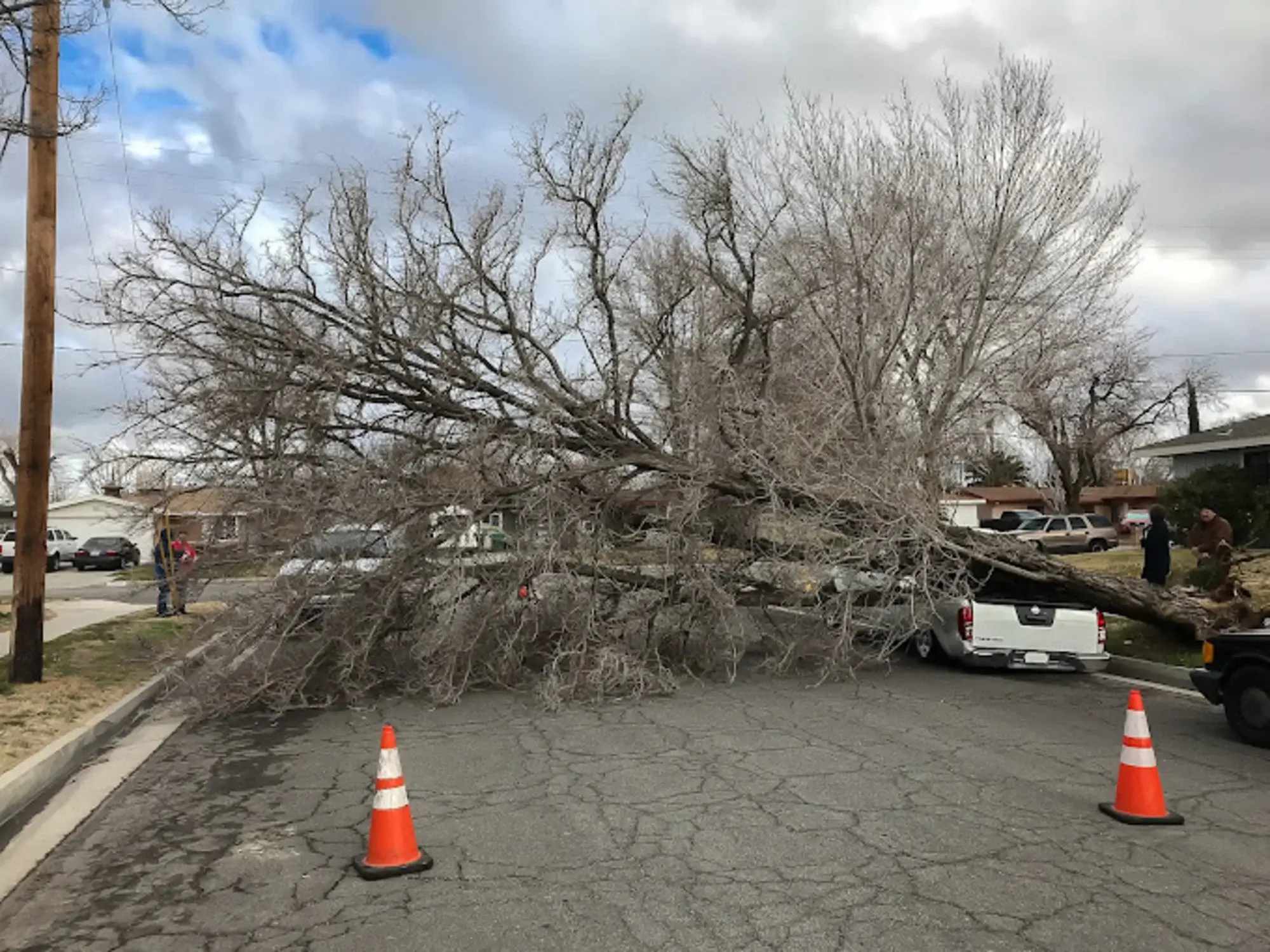Emergency tree removal after Santa Ana wind tree damage