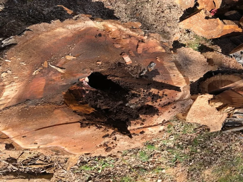 tree removal rosamond ca 1 - Tip Top Arborists